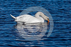 White mute swan submerging his head under water