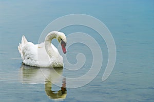 A white mute swan swimming in Drestwo lake.