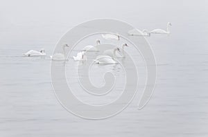 White Mute Swans in the myst photo
