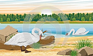 White mute swans swim in the lake and walk along the shore. Wild birds white swan Cygnus olor.