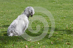 White mutt dog sitting in the park