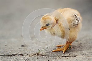 White naked neck chicken