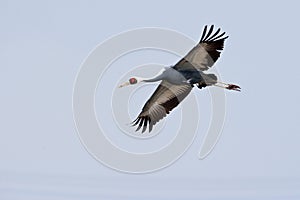 White-Naped Crane