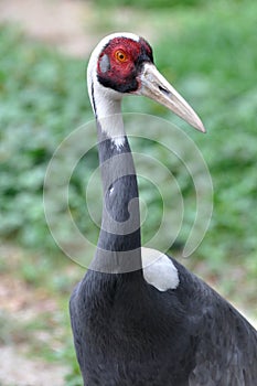 A white naped crane