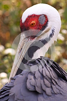 White Naped Crane