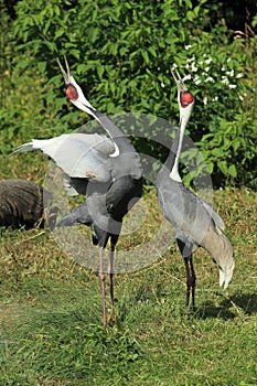 White-naped crane