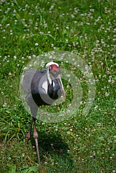 White Naped Crane