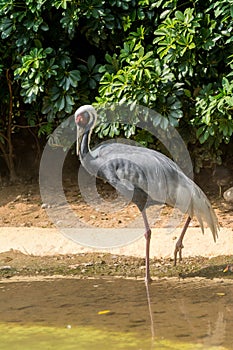 White-naped crane, Antigone vipio, sleeping on pond