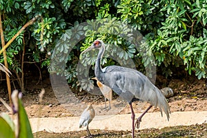 White-naped crane, Antigone vipio, standing  on a pond