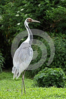 White-naped Crane bird