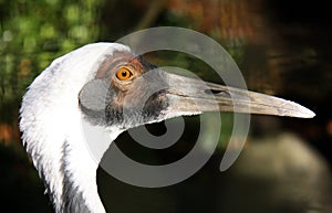 White-naped Crane close up