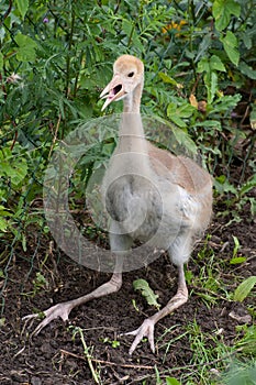 White-naped Crane - fledgeling