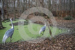 The White-naped crane photo