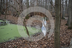 The White-naped crane