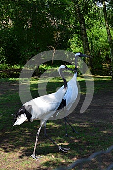 White-naped Crane Grus vipio in Frankfurt zoo