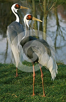 White Naped Crane, grus vipio, Pair standing near Water