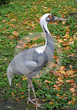 The white-naped crane (Grus vipio Pallas) costs in a grass
