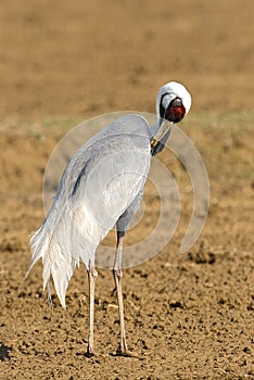 White-naped Crane, Witnekkraanvogel, Grus vipio