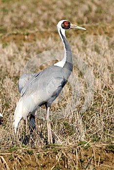 White-naped Crane, Witnekkraanvogel, Grus vipio