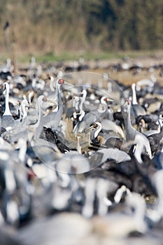 White-naped Crane, Witnekkraanvogel, Grus vipio