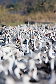 White-naped Crane, Witnekkraanvogel, Grus vipio