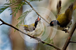 White-naped Honeyeater - Melithreptus lunatus - one of australian honeyeaters