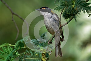 White-naped Honeyeater - Melithreptus lunatus - one of australian honeyeaters