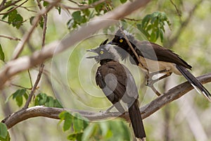 White-naped jay in Serra da Capivara, Piaui, Brazil