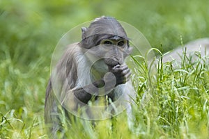 White-naped mangabey, Cercocebus atys lunulatus, eating leaves