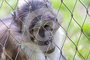 White-naped Mangabey (Cercocebus atys lunulatus) in West Africa