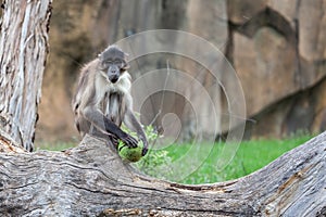 White naped Mangabey (Landscape)