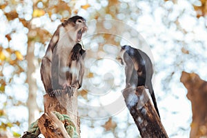 WHITE NAPED MANGABEY sitting on tree trunk