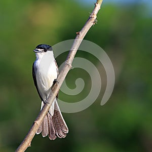 White-naped Xenopsaris Xenopsaris albinucha perched on a branch making a display with the tail photo