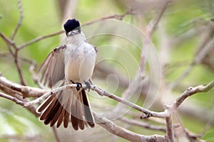 White-naped Xenopsaris (Xenopsaris albinucha) perched on a branch making a display with the tail photo