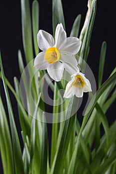 White narcissus