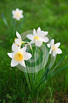 White narcissus photo