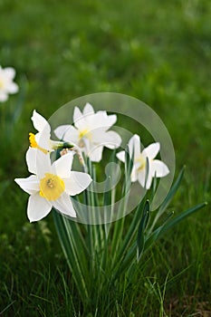 White narcissus photo