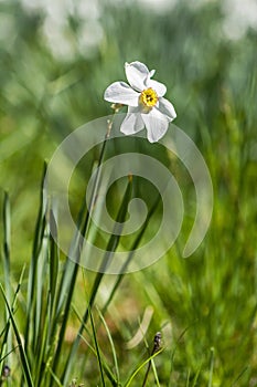 White narcissus , Arboretum Tesarske Mlynany, Slovakia