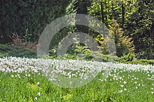 Narcis biely, Arborétum Tesárske Mlynany, Slovensko