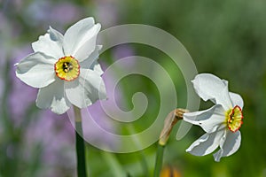 White narcissus bloomed