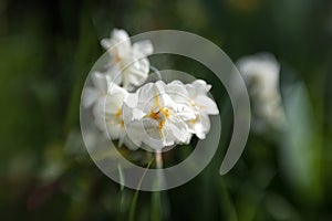 white narcissus blooming