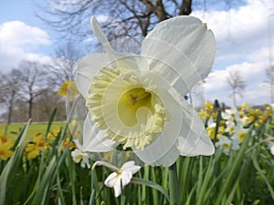 White Narcissus with blue sky