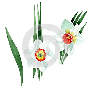 White narcissus floral botanical flower. Watercolor background set. Isolated narcissus illustration element.