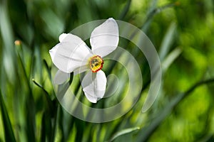 White narcissus flower on flowerbed in garden. Narcissus poeticus