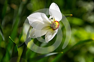 White narcissus flower on flowerbed in garden. Narcissus poeticus