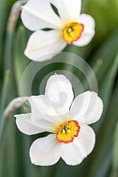 White narcissus flower head in closeup macro