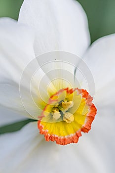 White narcissus flower head in closeup macro