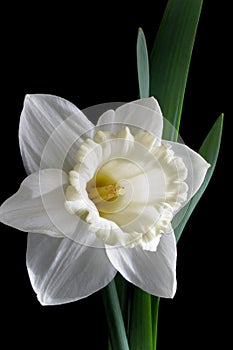 White narcissus flower isolated on black background