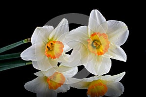 White narcissus flower isolated on black background