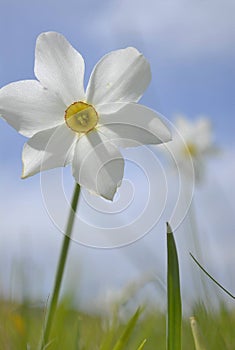 White narcissus flower on mountain meadow